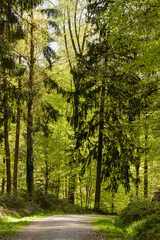 Fototapeta na wymiar dirt track bends in the springtime woods, Stuttgart