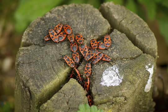 Phyrrhocoris apterus