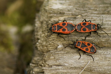 Phyrrhocoris apterus