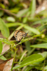 Tawny Coster butterfly
