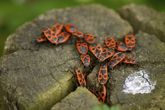 Phyrrhocoris apterus
