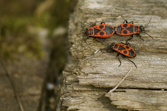 Phyrrhocoris apterus