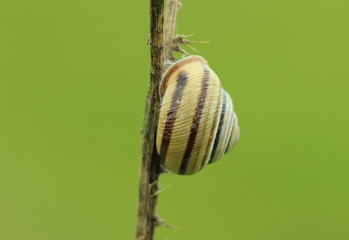 Snail shell on the twig 