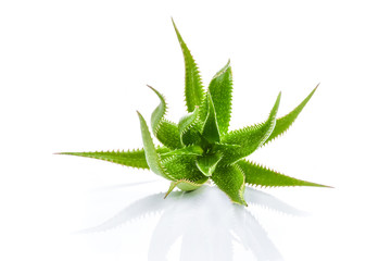 Aloe vera plant isolated on white background