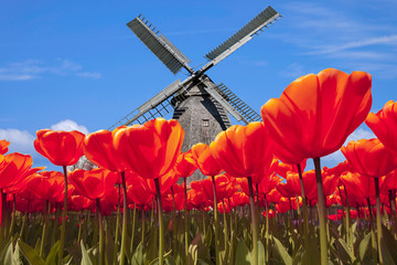 Tulpen in  Holland mit Windmühle - obrazy, fototapety, plakaty