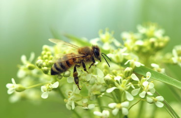 Bee on a flower