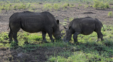 Fototapeta premium African White Rhinoceros with her calf silhouetted against the early morning sunrise 