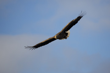 White-tailed eagle (Haliaeetus albicilla) in flight at Raftsund on Lofoten Islands, Nordland, Norway