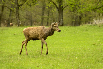 deer in the park, Stuttgart