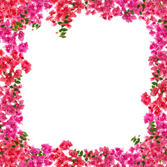 Bougainvillea flower frame on white background ,Provincial flowe