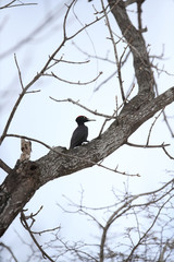 クマゲラ,キツツキ目キツツキ科クマゲラ属