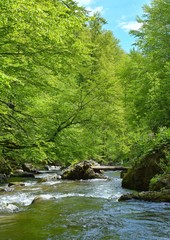 Obraz premium Wild river in Carpathians Mountains, Romania