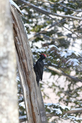 クマゲラ,キツツキ目キツツキ科クマゲラ属