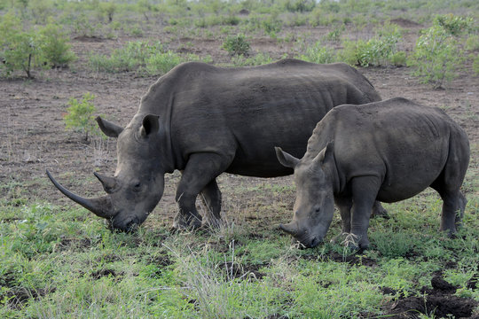 White Rhinoceros mother with calf in close attendance