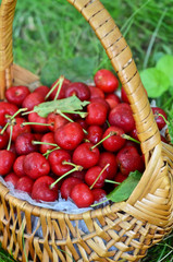 Cherry basket