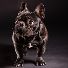 french bulldog