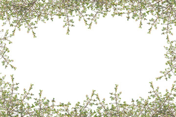 Obraz na płótnie Canvas Beautiful Green leaves frame on white background