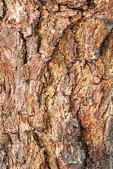 Bark Tree Texture Background Pattern