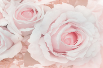 Close up   rose , soft focus background.