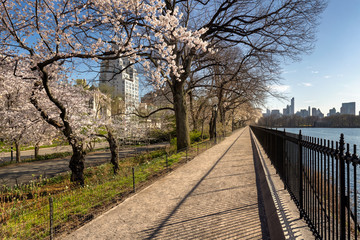 Spring with Yoshino cherry trees along the Jacqueline Kennedy Onassis Reservoir in Central Park. Quiet afternoon on the Upper East Side, New York City
