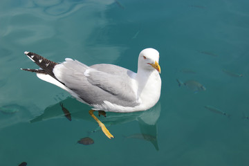 Fototapeta premium Seagull Swimming with the Fish