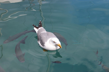 Fototapeta premium Seagull Swimming with the Fish