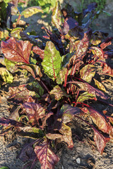 Growing red beet plants