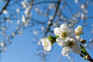 Весенние цветы