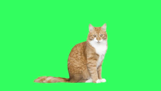 red cat is yawning on the green screen