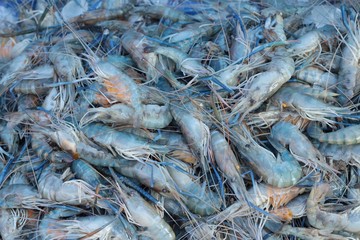 Fresh shrimp for cooking in the market.