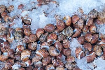 Fresh snails with ice for cooking.