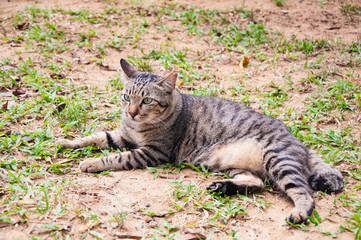 Naklejka na ściany i meble Grey striped cat lying on grass.