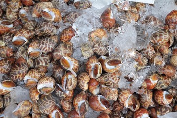 Fresh snails with ice for cooking.