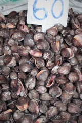 fresh cockle for cooking in the market.
