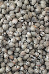 fresh cockle for cooking in the market.