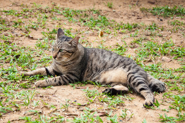 Grey striped cat lying on grass.