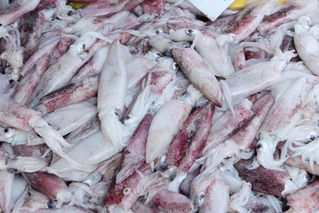 fresh squid for cooking in the market.