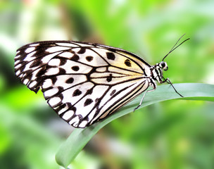 Fototapeta na wymiar White butterfly, close-up