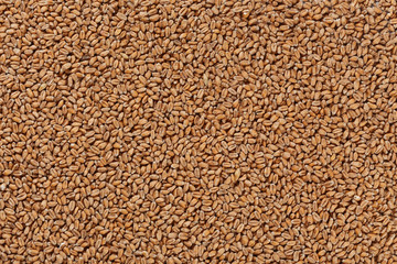 Closeup view of Pale Pilsener CARAMEL Malt Grains. Ingredient for beer. Background texture. Ideal for commercial. Backdrop image. 