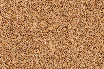 Closeup view of Pale Pilsener Malt Grains. Ingredient for beer. Background texture. Ideal for...