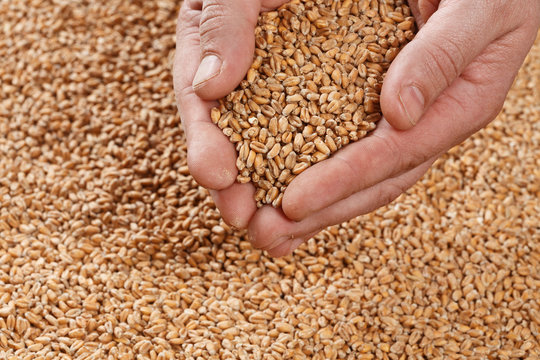 Closeup view of Pale Pilsener Malt Grains in hands. Ingredient for beer. Background texture. Ideal for commercial. Backdrop image. 