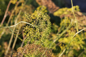 Dill flowers