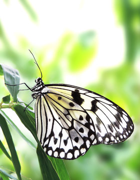 White butterfly, close-up