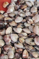 fresh cockle for cooking in the market.