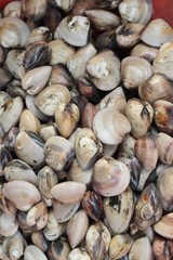 fresh cockle for cooking in the market.