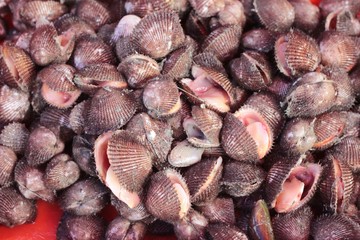fresh cockle for cooking in the market.