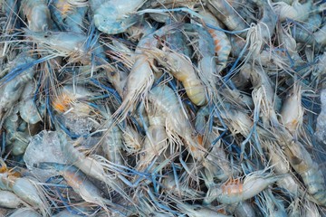 Fresh shrimp for cooking in the market.