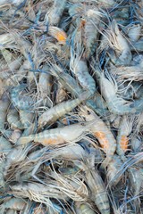 Fresh shrimp for cooking in the market.