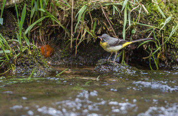 Bergeronnette des ruisseaux