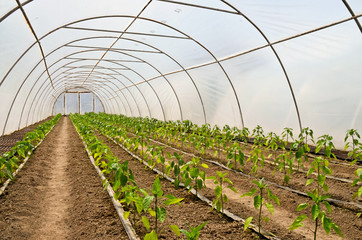 Capsicum greenhouse